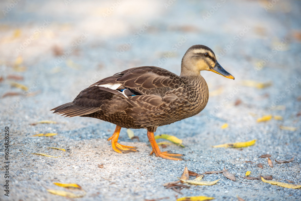 Fototapeta premium 흰뺨검둥오리의 뒤뚱거림