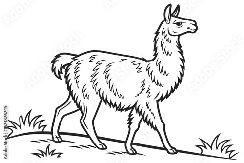 coloring page line art the llama black vector