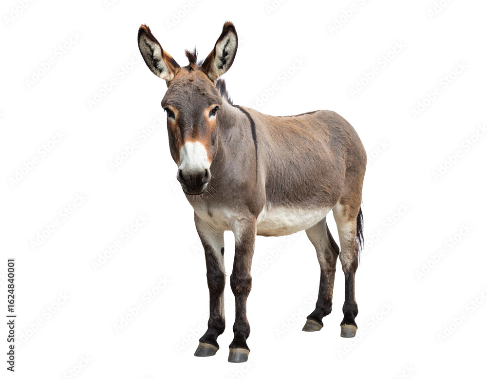 Fototapeta premium Donkey standing on transparent background, domestic animal portrait