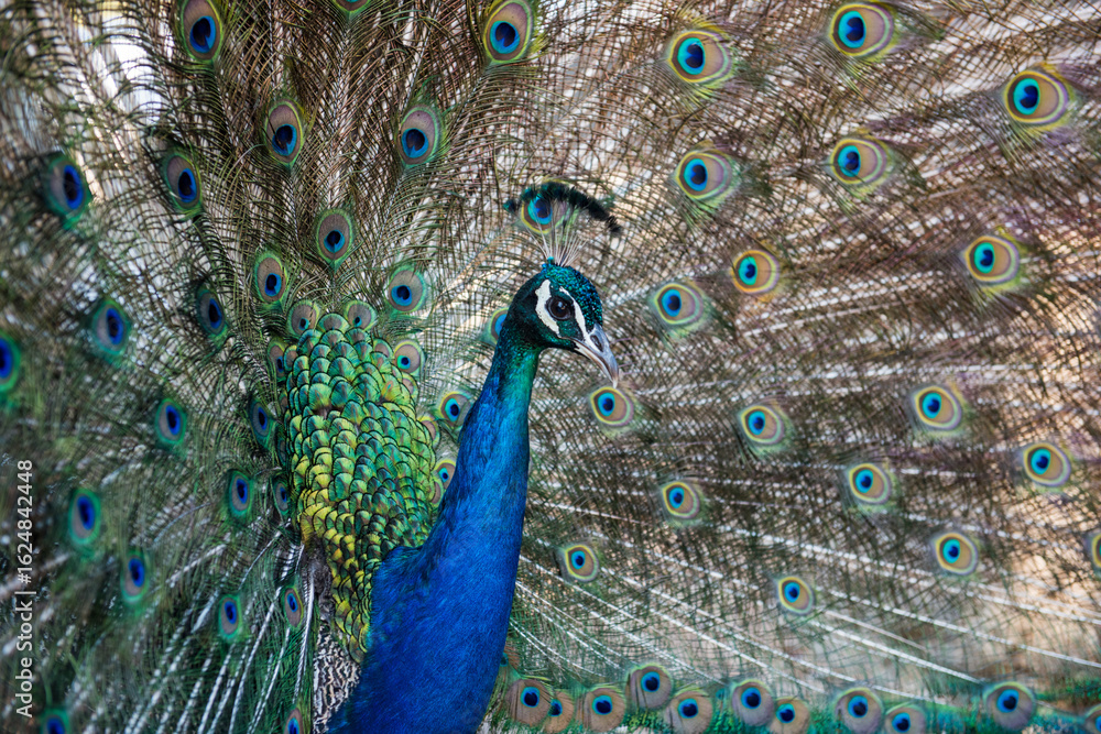 Obraz premium Peacocks walking in the garden at Filerimos hill on Rhodes island in Greece