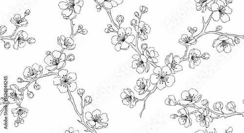 Sakura blossom pattern. Cherry flower seamless vector background. Floral japanese or chinese black line art. Spring vintage tree branch.elegant, graphic, japan, japanese, ornament, outline,