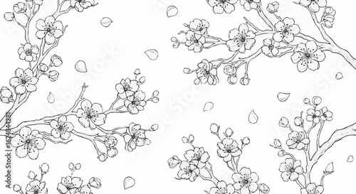 Sakura blossom pattern. Cherry flower seamless vector background. Floral japanese or chinese black line art. Spring vintage tree branch.elegant, graphic, japan, japanese, ornament, outline,