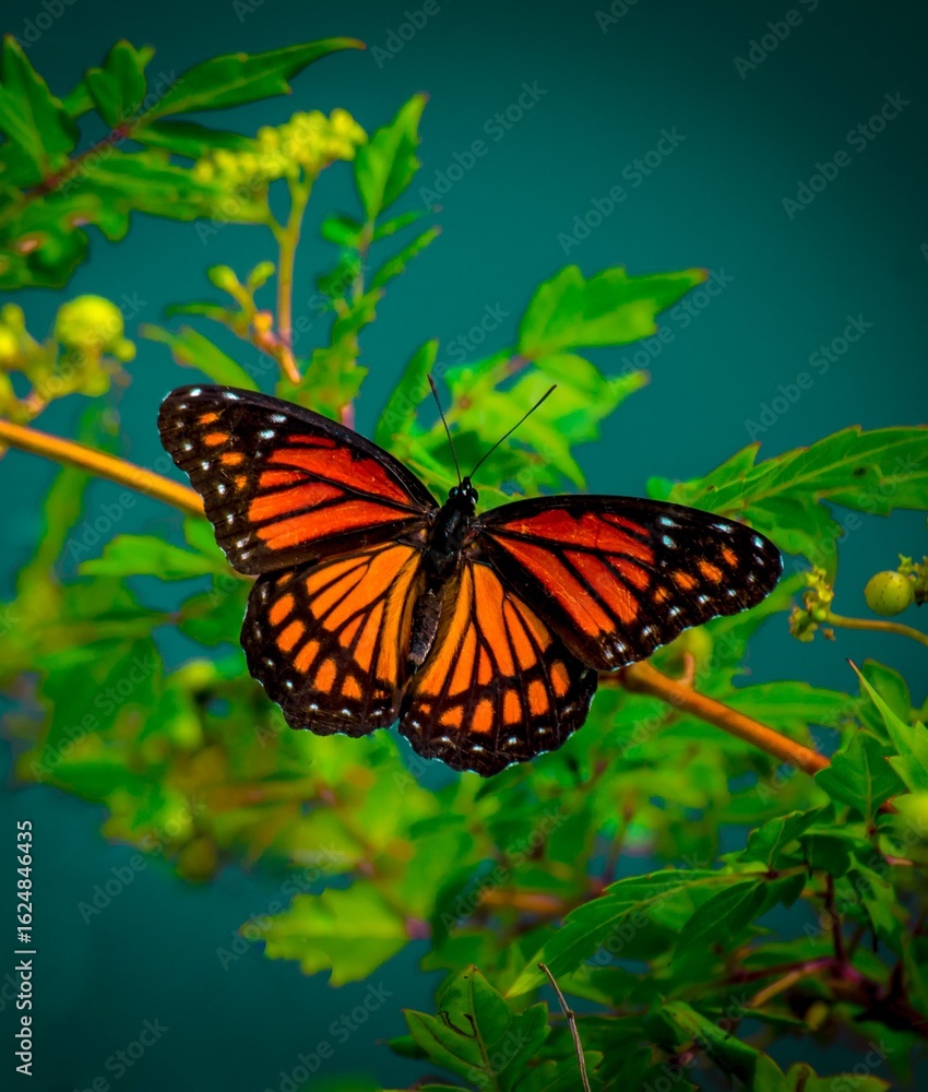 Fototapeta premium butterfly on flower