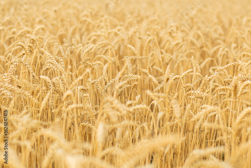 High quality image of a vast ripe wheat field with golden ears ready for harvest, symbolizing abundant crop production, agriculture, and rural farming landscape