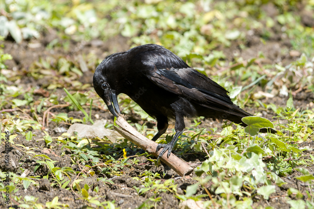 Fototapeta premium Corneille noire (Corvus corone) manipulant un bâton au sol, comportement intelligent observé au Jardin du Luxembourg, Paris