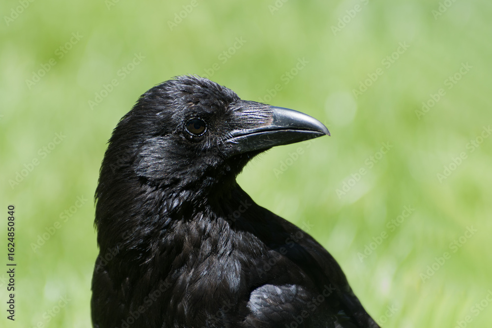 Corneille noire (Corvus corone) marchant dans l’herbe au Jardin des Tuileries, en plein cœur de Paris Corneille noire (Corvus corone) marchant dans l’herbe au Jardin des Tuileries, en plein cœur de Paris
