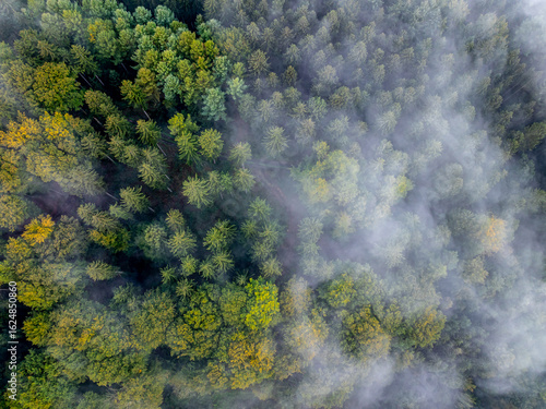 Waldnebel