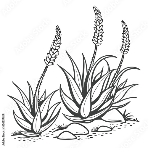 Illustration of three aloe plants with tall flower spikes growing among rocks and sparse grass in black and white