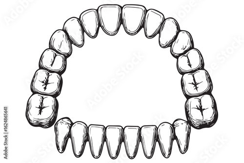 Detailed and accurate depiction of teeth in various angles, highlighting dental structure and anatomy for educational purposes dental care graphics