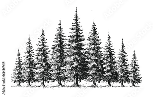 Symmetrical black and white pine forest sketch in vintage hand-drawn style.