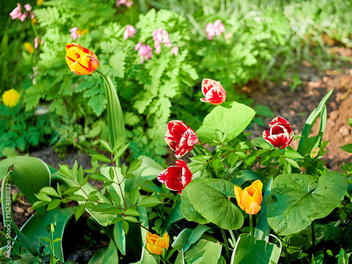 tulips close-up in a green flower bed on a beautiful sunny spring day. background for designers, artists, computer desktop
