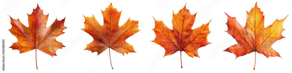 Fototapeta premium Autumnal Quartet of Maple Leaves: A captivating sequence showcases the vibrant and intricate beauty of maple leaves. Each leaf radiates the warm hues of autumn.