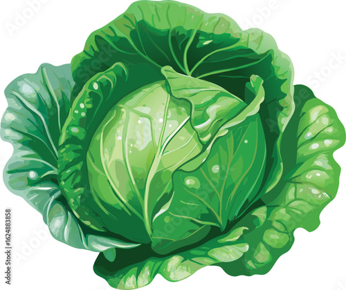  cabbage from multicolored on white background