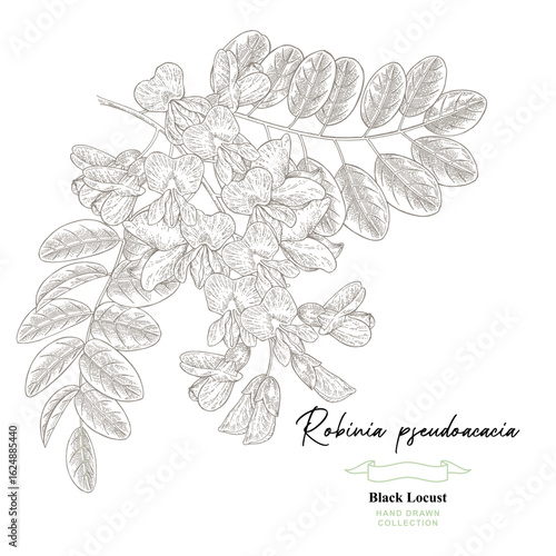 Robinia pseudoacacia flowers. Black locust tree. White acacia hand drawn. Vector illustration botanical.