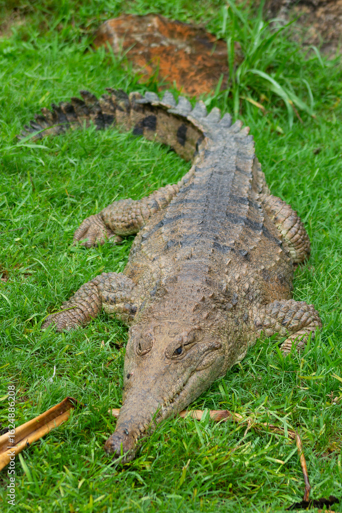 Fototapeta premium Saltwater and Freshwater Crocodiles. Powerful Apex Predators of Australia’s Daintree RainforesT , Cairns, Northern Territory
