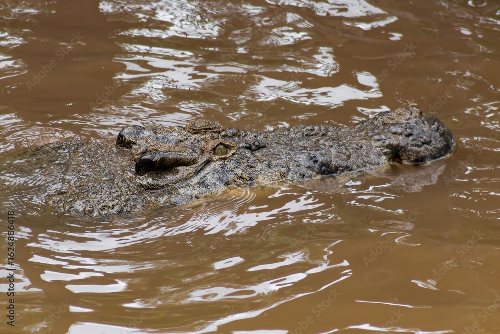 Fototapeta premium Saltwater and Freshwater Crocodiles. Powerful Apex Predators of Australia’s Daintree RainforesT , Cairns, Northern Territory