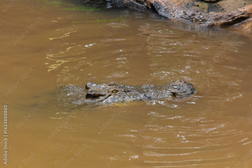 Obraz premium Saltwater and Freshwater Crocodiles. Powerful Apex Predators of Australia’s Daintree RainforesT , Cairns, Northern Territory