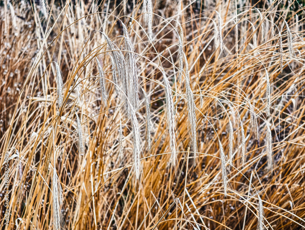 Fototapeta premium Ripe Rye Ears in Golden Field – High-Resolution Agricultural Background with Mature Cereal Crop, Perfect for Farming Wallpaper, Organic Food Design, Web Marketing, and Digital Promotions
