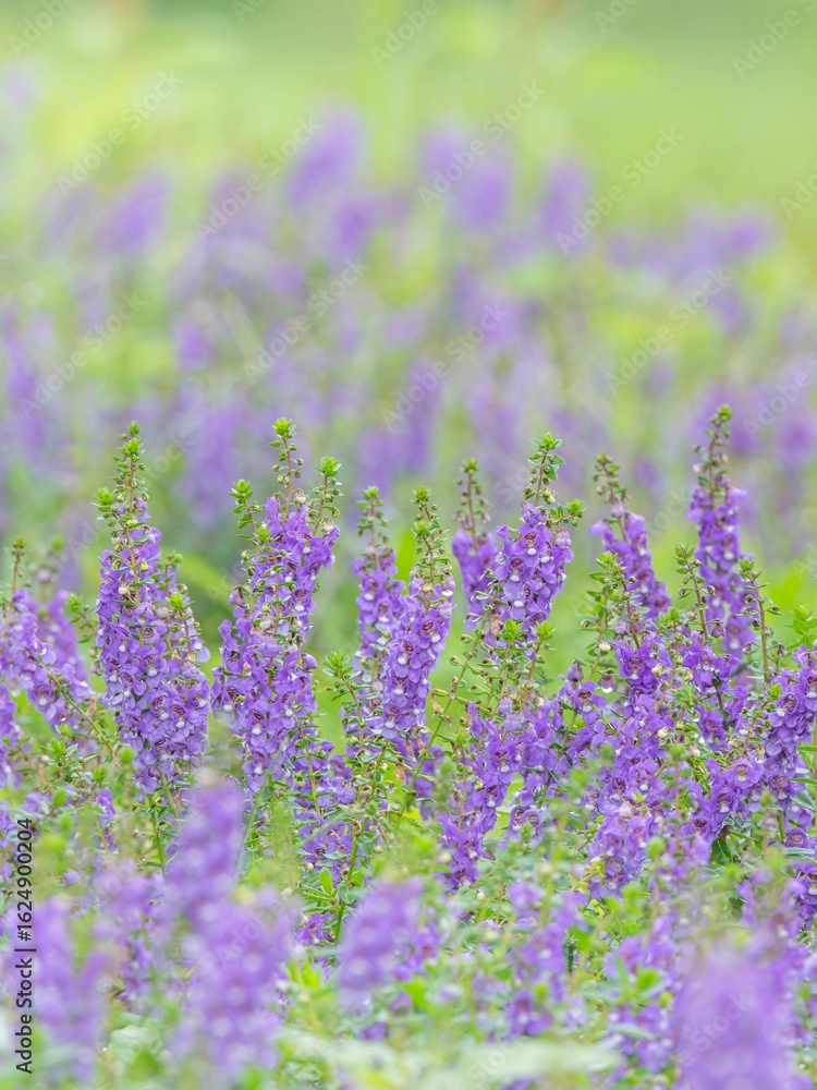 Fototapeta premium 夏の公園や花壇を彩るアンゲロニアのある風景。背景。自然風景素材。