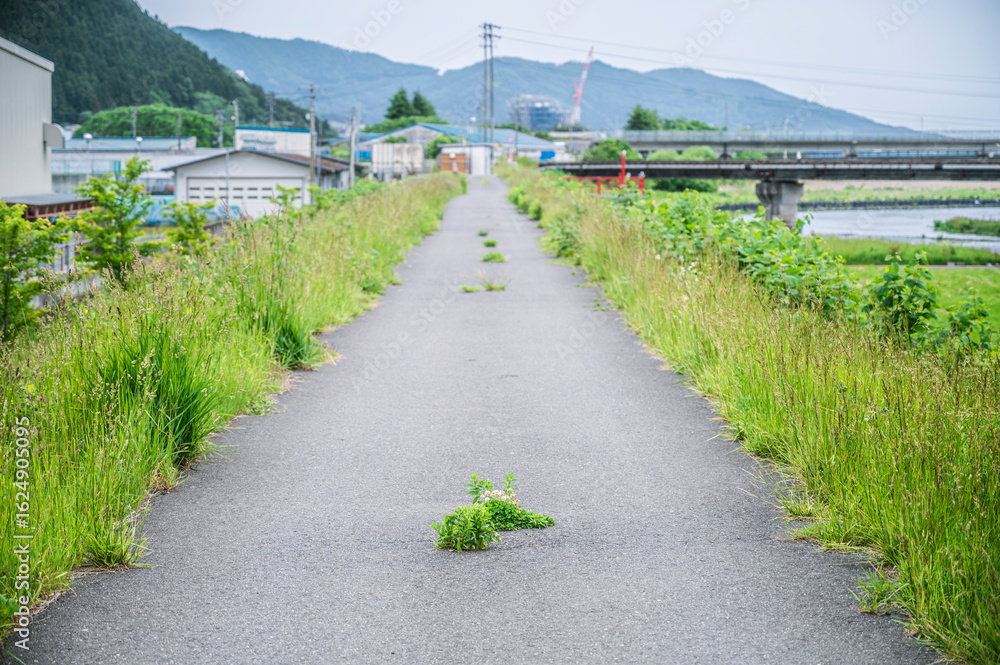 Fototapeta premium 道の真ん中に草が生える地方の散歩道と夏の気配