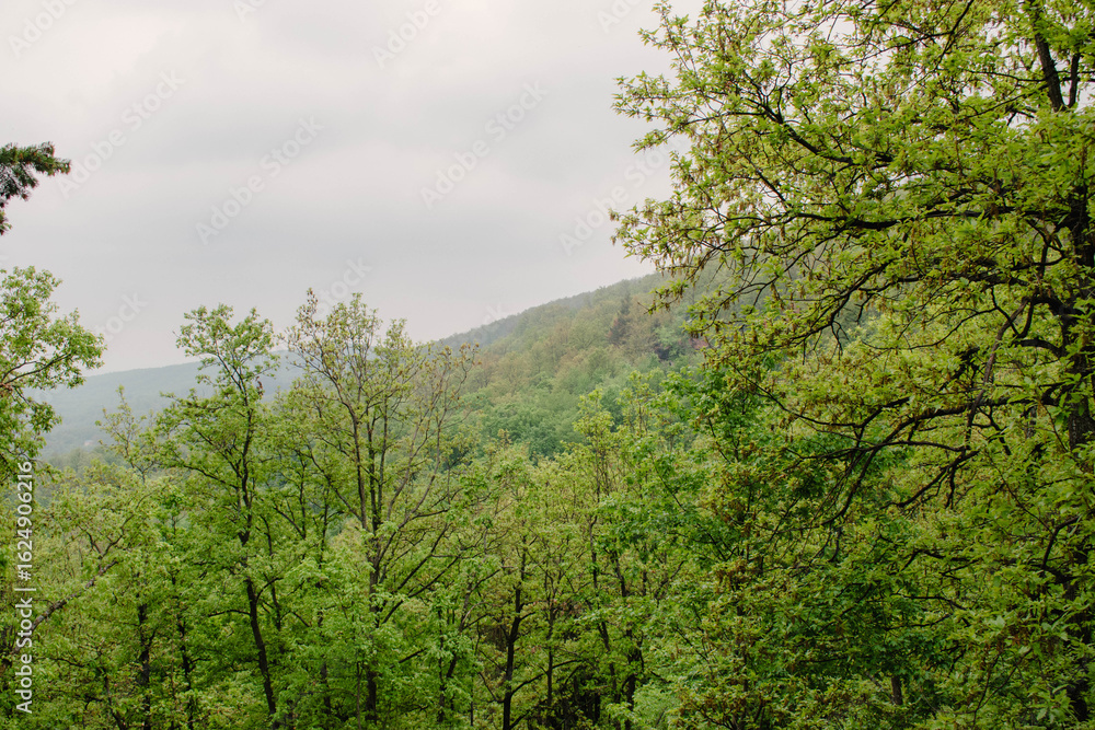 Fototapeta premium Wide view of a vibrant green forest in early spring, covering gentle hills with a backdrop of an overcast, cloudy sky