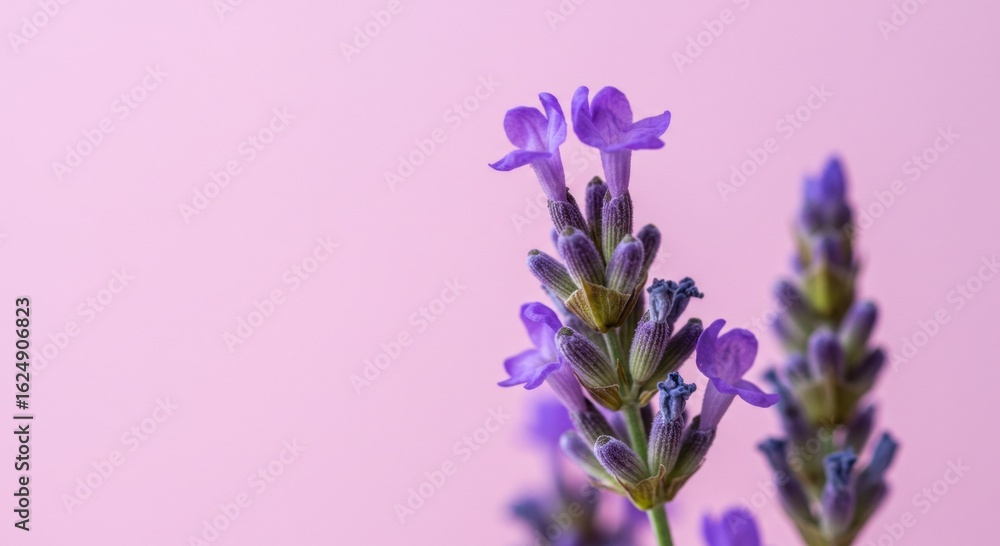 Fototapeta premium Close up of two purple lavender flower stems against a soft pink background