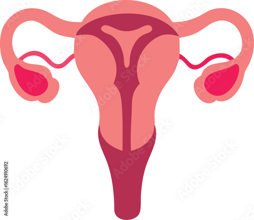 female reproduction system anatomy silhouette