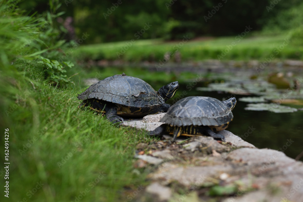 Obraz premium Natural scene of two turtles resting on a grassy edge near tranquil pond with lily pads. One turtle looks warily, expecting danger
