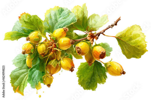 Harvesting fresh hazelnuts in nature botanical illustration. Isolated on transparent background, png.