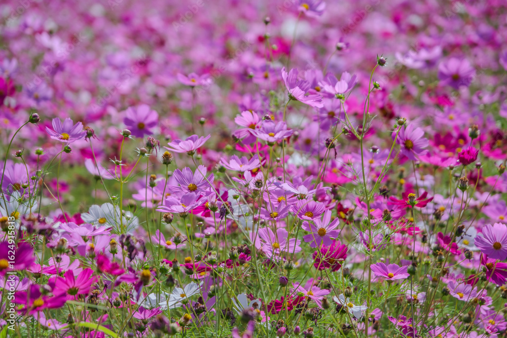 Naklejka premium colorful pink and white cosmos flower garden field in sunshine