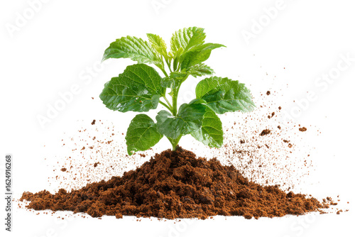 Plant growth young seedling emerging from soil nature close-up. Isolated on transparent background, png.