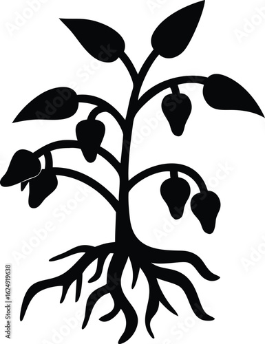 pepper plant with roots silhouette 
