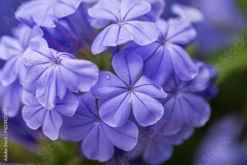 Fényképezés Close-up of vibrant blue plumbago flowers in full bloom, showing delicate petals