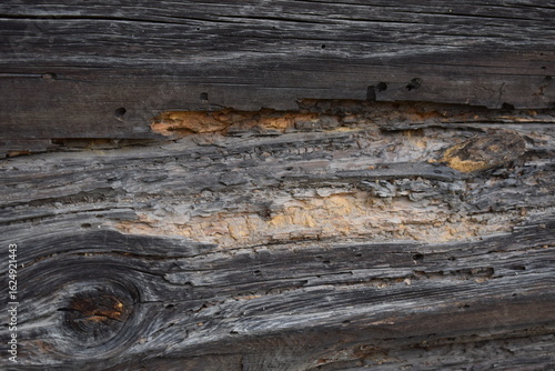 Close-up of old weathered wooden wall with cracks, decay, knots, and insect damage. Rustic texture, aged timber, natural erosion — ideal for backgrounds or textures