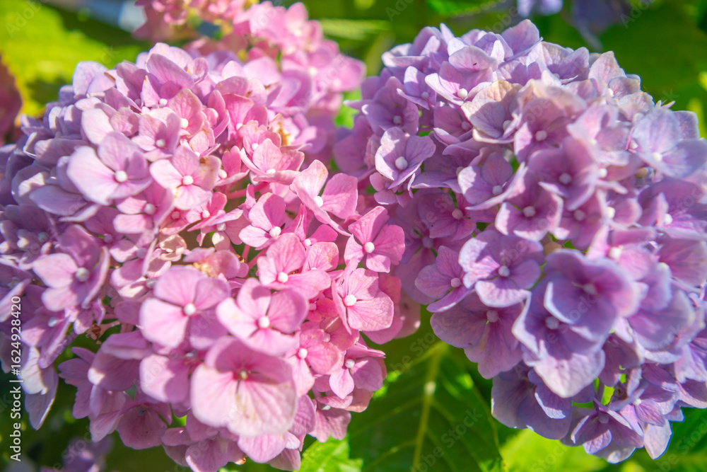 Beautiful pink and lilac blooming clusters of hydrangea flowers. Close-up. Beautiful pink and lilac blooming clusters of hydrangea flowers. Close-up.