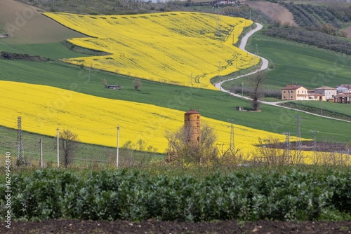 Campi di coltivazione dei broccoli in fiore