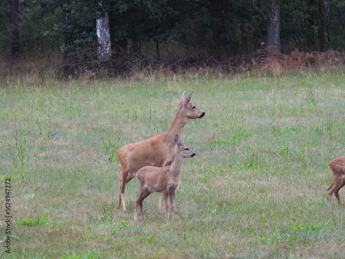 Fototapeta Naklejka Na Ścianę i Meble -  dwie sarny jako krajobraz natury