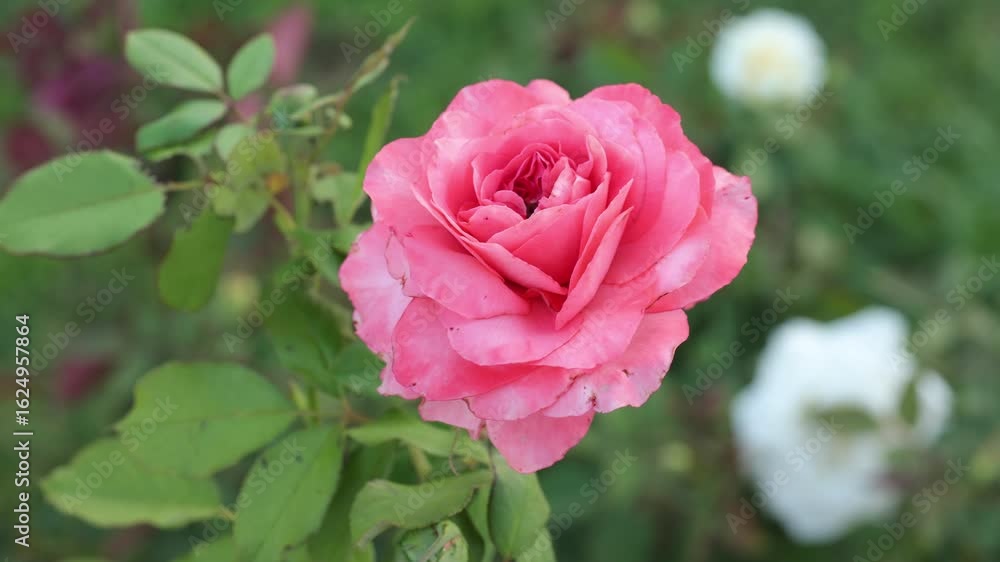 pink rose in garden close up pink rose in garden close up