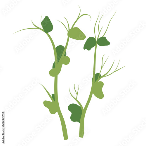 Microgreen peas fresh green illustration two pods