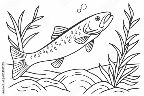coloring page line art the loach fish black vector