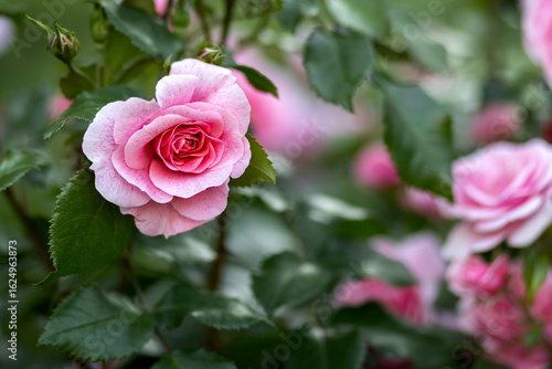 A pink rose grows in the park. A bush of pink roses. Photo