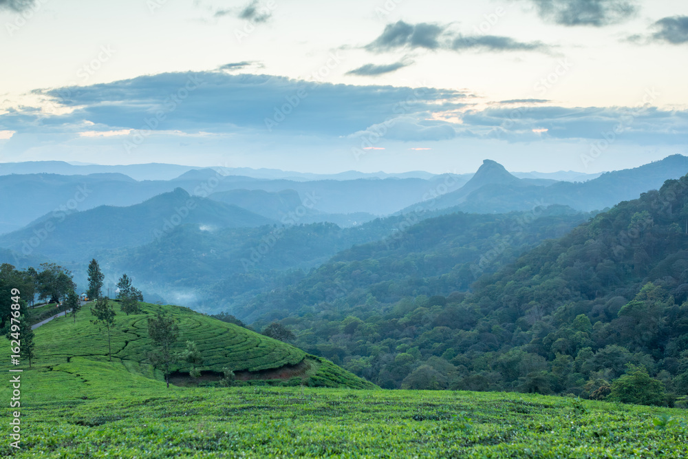 Obraz premium Misty mountain landscape over a tea plantation, creating a serene and majestic atmosphere for travel brochures or eco-focused brand campaigns
