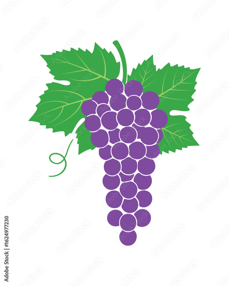 Fototapeta premium Purple Grapes Vector Illustration with Green Leaves Isolated on White Background Design