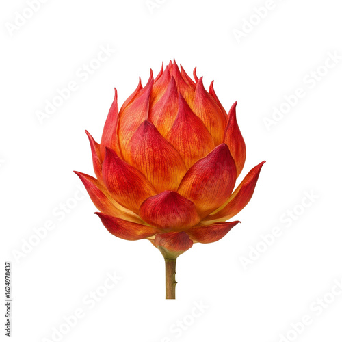 Fiery Red and Orange Pincushion Flower on Black Background