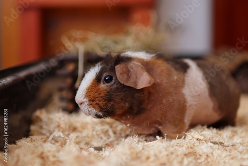 The skinny guinea pig is waiting to food
