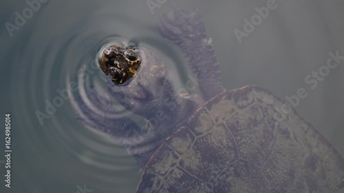 saw shelled turtle, Myuchelys latisternum, endemic freshwater Australian wildlife, Lake Eacham, Queensland Australia