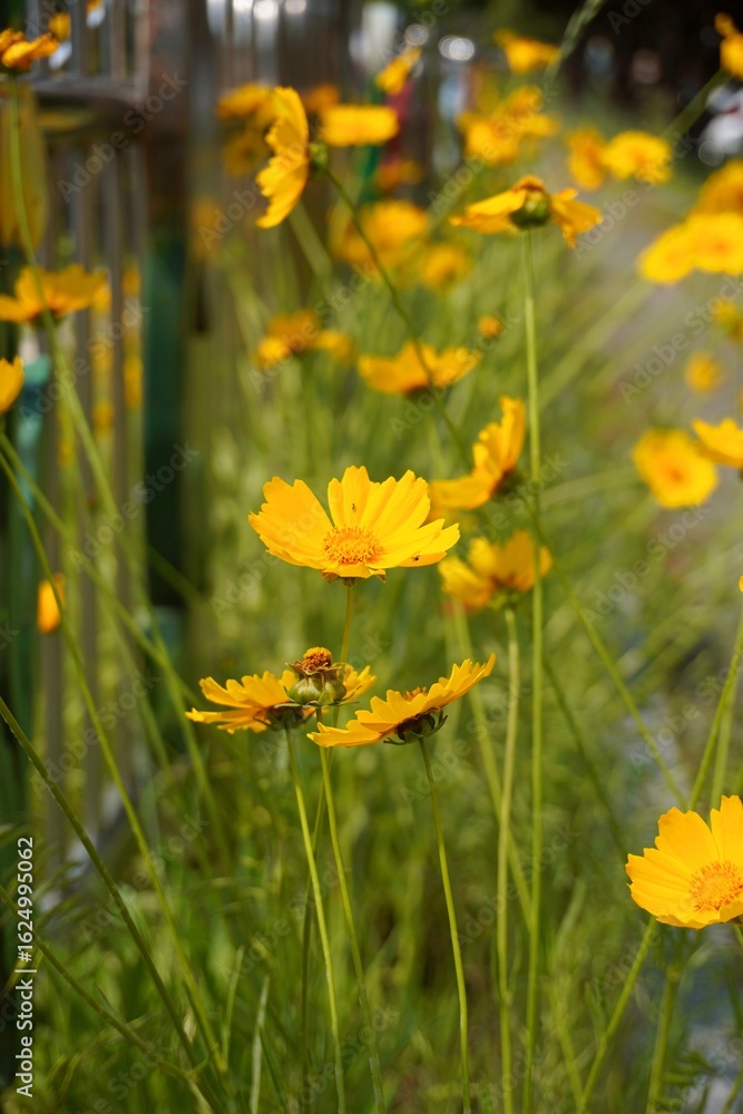Fototapeta premium yellow flowers in the garden