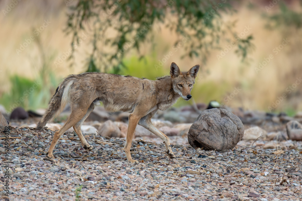 Obraz premium Coyote across the street from my house