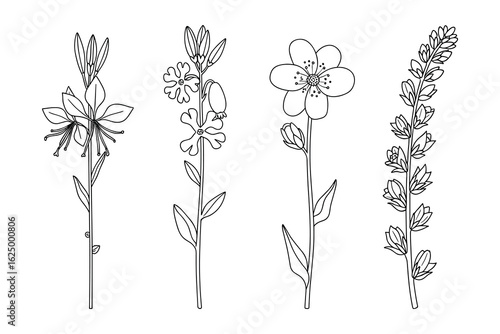 Botanical illustration of various flower species in a simple, minimalist line art style.