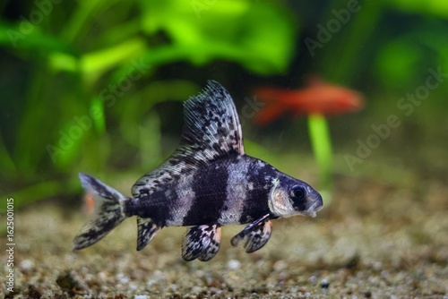 Myxocyprinus asiaticus, dark band Chinese sucker afraid, commercial planted Dutch style aquascape, aquatic plant gravel bottom, beginner friendly pet care, lifestyle aquadesign, shallow dof background